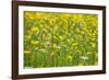 Grasses and Flowers in a Buttercup Meadow at Muker-Mark Sunderland-Framed Photographic Print