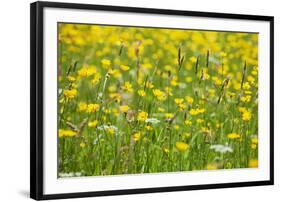 Grasses and Flowers in a Buttercup Meadow at Muker-Mark Sunderland-Framed Photographic Print