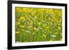 Grasses and Flowers in a Buttercup Meadow at Muker-Mark Sunderland-Framed Photographic Print