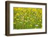 Grasses and Flowers in a Buttercup Meadow at Muker-Mark Sunderland-Framed Photographic Print