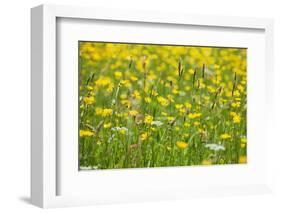 Grasses and Flowers in a Buttercup Meadow at Muker-Mark Sunderland-Framed Photographic Print