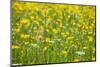 Grasses and Flowers in a Buttercup Meadow at Muker-Mark Sunderland-Mounted Photographic Print
