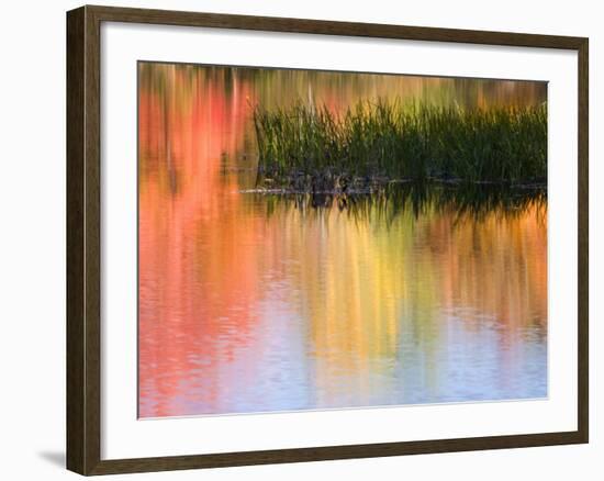 Grasses Growing in Water Reflecting, South Paris, Maine, USA-Wendy Kaveney-Framed Photographic Print