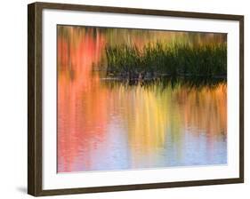 Grasses Growing in Water Reflecting, South Paris, Maine, USA-Wendy Kaveney-Framed Photographic Print