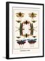 Grasshooppers, Cicadas-Albertus Seba-Framed Art Print