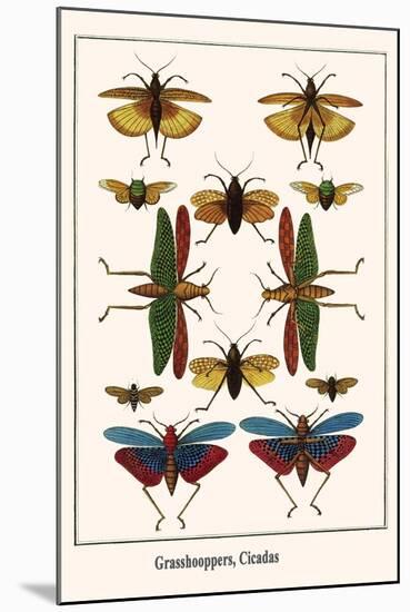 Grasshooppers, Cicadas-Albertus Seba-Mounted Art Print