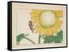 Grasshopper and Sunflower, C. 1877-Shibata Zeshin-Framed Stretched Canvas