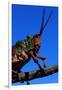 Grasshopper on a Branch-Paul Souders-Framed Premium Photographic Print