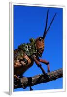 Grasshopper on a Branch-Paul Souders-Framed Premium Photographic Print