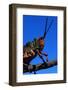 Grasshopper on a Branch-Paul Souders-Framed Photographic Print