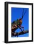 Grasshopper on a Branch-Paul Souders-Framed Photographic Print