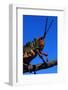 Grasshopper on a Branch-Paul Souders-Framed Photographic Print