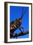 Grasshopper on a Branch-Paul Souders-Framed Photographic Print