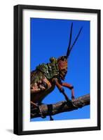 Grasshopper on a Branch-Paul Souders-Framed Photographic Print