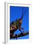 Grasshopper on a Branch-Paul Souders-Framed Photographic Print