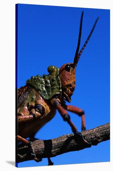 Grasshopper on a Branch-Paul Souders-Stretched Canvas