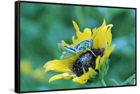 Grasshopper on Sunflower-null-Framed Stretched Canvas