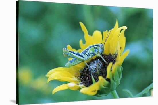 Grasshopper on Sunflower-null-Stretched Canvas