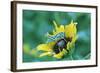 Grasshopper on Sunflower-null-Framed Photographic Print