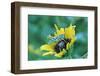 Grasshopper on Sunflower-null-Framed Photographic Print