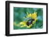 Grasshopper on Sunflower-null-Framed Photographic Print