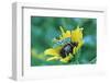 Grasshopper on Sunflower-null-Framed Photographic Print