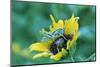 Grasshopper on Sunflower-null-Mounted Photographic Print