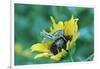 Grasshopper on Sunflower-null-Framed Photographic Print