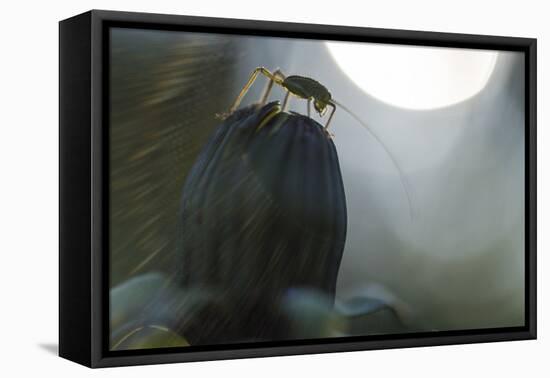 Grasshopper Sits on Dandelion Bud, Orthoptera-Falk Hermann-Framed Stretched Canvas