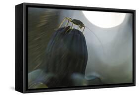 Grasshopper Sits on Dandelion Bud, Orthoptera-Falk Hermann-Framed Stretched Canvas