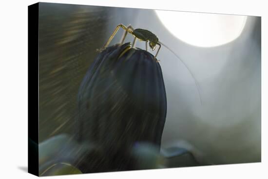 Grasshopper Sits on Dandelion Bud, Orthoptera-Falk Hermann-Stretched Canvas
