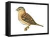 Grasshopper Sparrow (Ammodramus Savannarum), Birds-Encyclopaedia Britannica-Framed Stretched Canvas