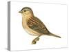Grasshopper Sparrow (Ammodramus Savannarum), Birds-Encyclopaedia Britannica-Stretched Canvas