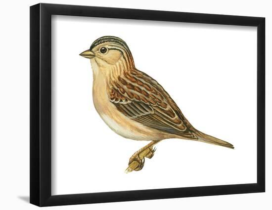 Grasshopper Sparrow (Ammodramus Savannarum), Birds-Encyclopaedia Britannica-Framed Poster