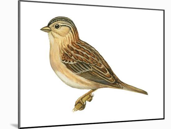 Grasshopper Sparrow (Ammodramus Savannarum), Birds-Encyclopaedia Britannica-Mounted Poster