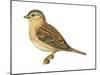 Grasshopper Sparrow (Ammodramus Savannarum), Birds-Encyclopaedia Britannica-Mounted Poster