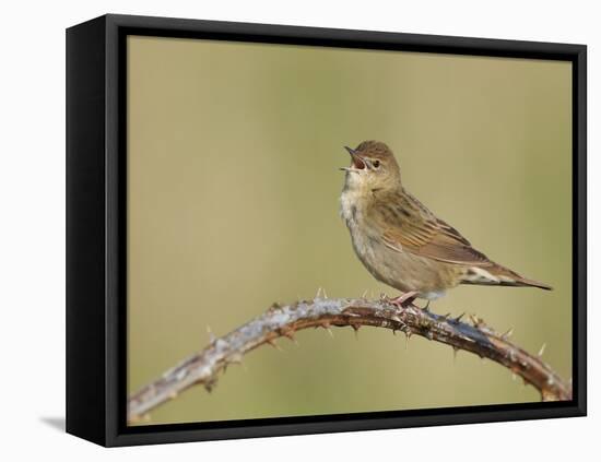 Grasshopper Warbler (Locustella Naevia) Singing, Wirral, England, UK, May 2012-Richard Steel-Framed Stretched Canvas