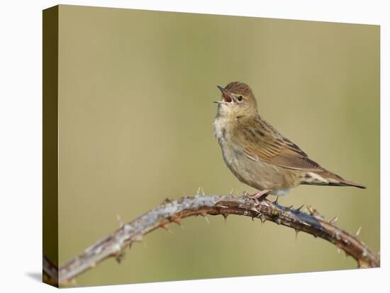 Grasshopper Warbler (Locustella Naevia) Singing, Wirral, England, UK, May 2012-Richard Steel-Stretched Canvas