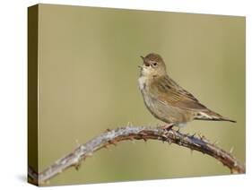 Grasshopper Warbler (Locustella Naevia) Singing, Wirral, England, UK, May 2012-Richard Steel-Stretched Canvas