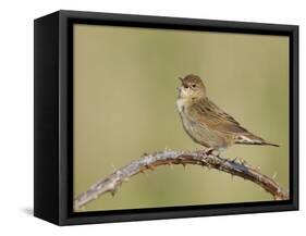 Grasshopper Warbler (Locustella Naevia) Singing, Wirral, England, UK, May 2012-Richard Steel-Framed Stretched Canvas