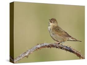 Grasshopper Warbler (Locustella Naevia) Singing, Wirral, England, UK, May 2012-Richard Steel-Stretched Canvas