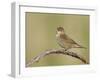 Grasshopper Warbler (Locustella Naevia) Singing, Wirral, England, UK, May 2012-Richard Steel-Framed Photographic Print