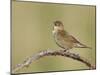 Grasshopper Warbler (Locustella Naevia) Singing, Wirral, England, UK, May 2012-Richard Steel-Mounted Photographic Print