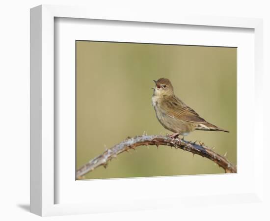 Grasshopper Warbler (Locustella Naevia) Singing, Wirral, England, UK, May 2012-Richard Steel-Framed Photographic Print