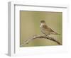 Grasshopper Warbler (Locustella Naevia) Singing, Wirral, England, UK, May 2012-Richard Steel-Framed Photographic Print