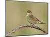 Grasshopper Warbler (Locustella Naevia) Singing, Wirral, England, UK, May 2012-Richard Steel-Mounted Photographic Print