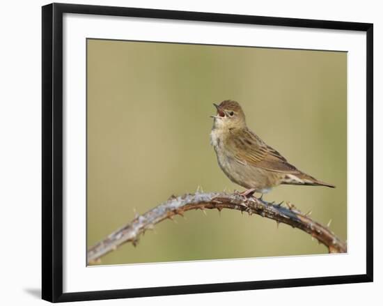 Grasshopper Warbler (Locustella Naevia) Singing, Wirral, England, UK, May 2012-Richard Steel-Framed Photographic Print