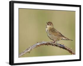 Grasshopper Warbler (Locustella Naevia) Singing, Wirral, England, UK, May 2012-Richard Steel-Framed Photographic Print