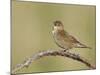 Grasshopper Warbler (Locustella Naevia) Singing, Wirral, England, UK, May 2012-Richard Steel-Mounted Photographic Print