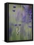 Grasshopper with Lavender, Washington, USA-Brent Bergherm-Framed Stretched Canvas